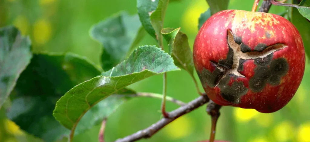 best apple trees for saskatchewan heat