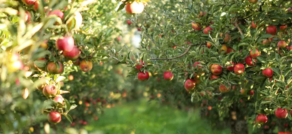 best apple trees for saskatchewan summer