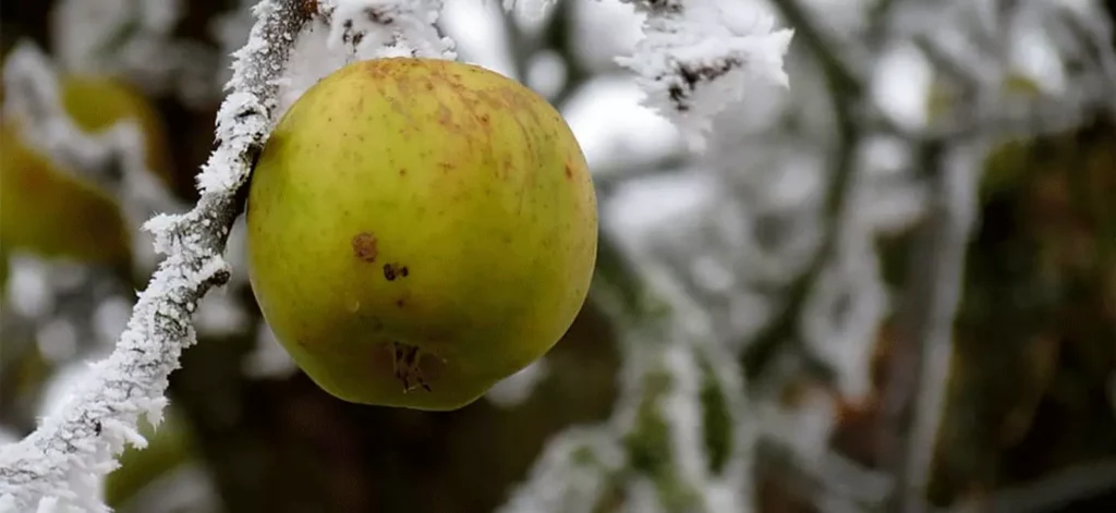 best apple trees for saskatchewan top 1