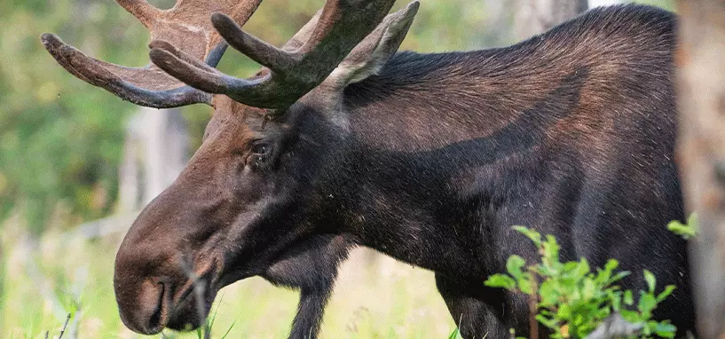 cypress hills saskatchewan campground wildlife area