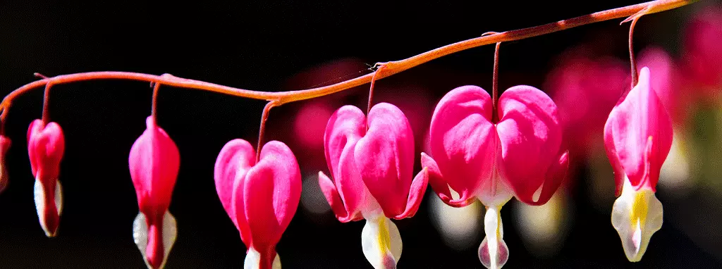 best perennials for manitoba