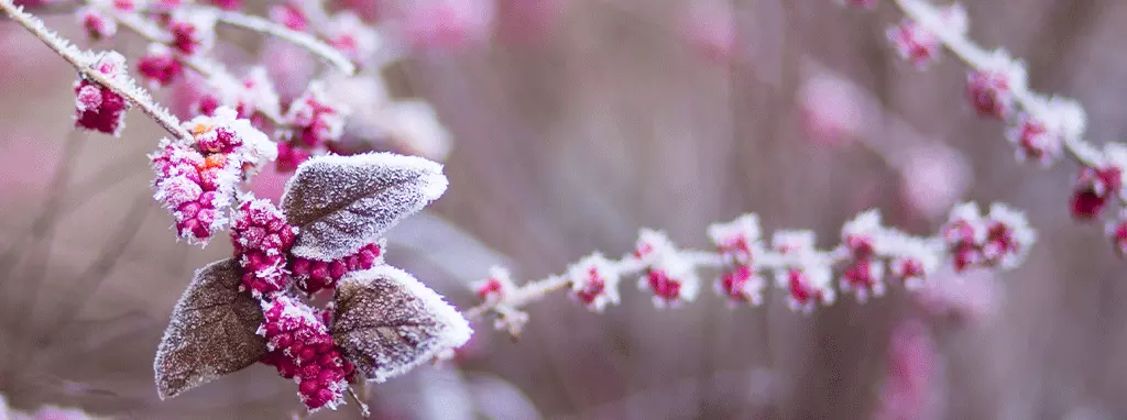 best perennials for saskatchewan weather