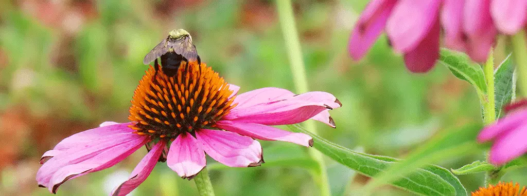 best perennials for zone 3