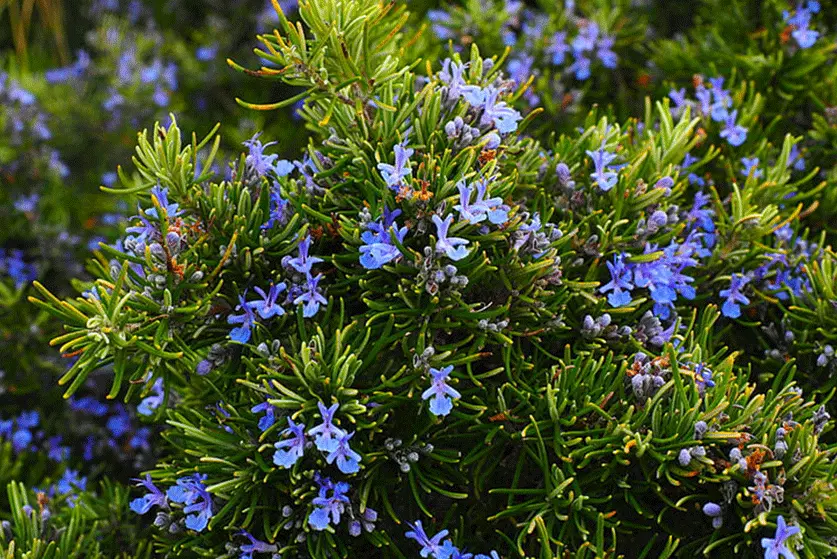 best shrubs for Saskatchewan small garden