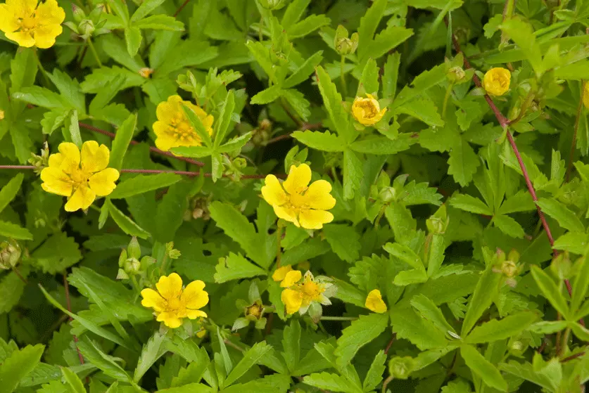 best shrubs for Saskatchewan summer