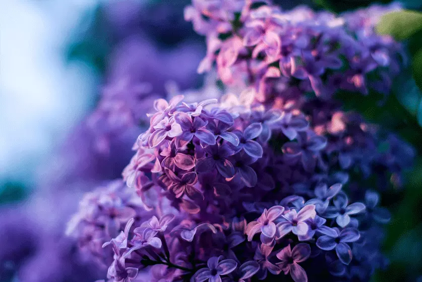 best shrubs for Saskatchewan winter
