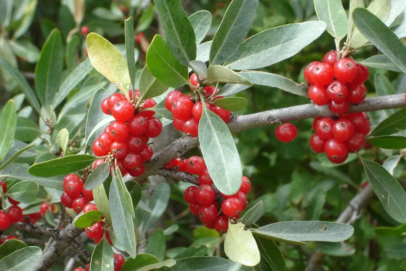 best shrubs for Saskatchewan