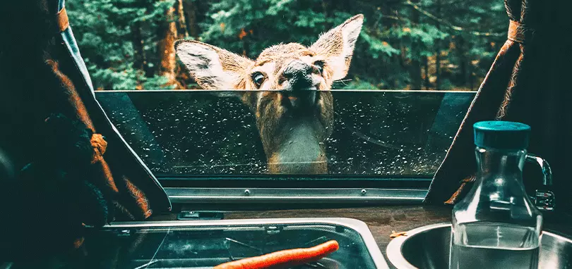 best camping in saskatchewan wildlife