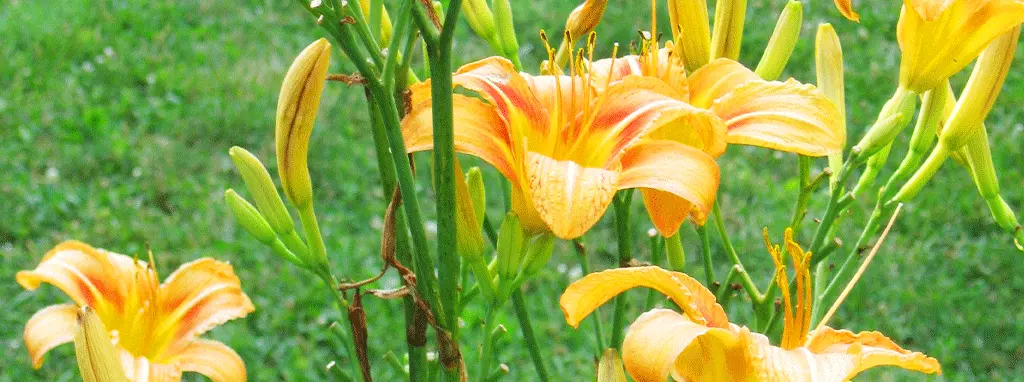 hardy perennials zone 3