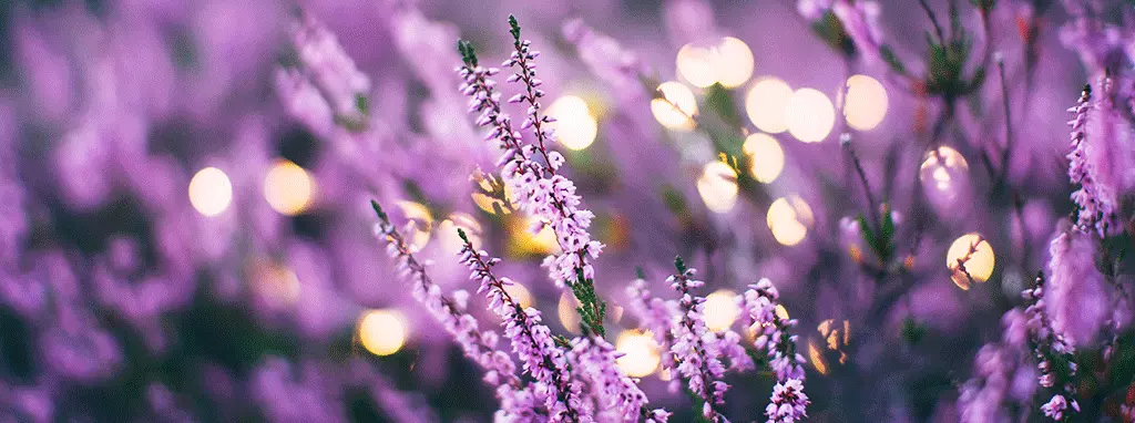 moose jaw best perennials for saskatchewan
