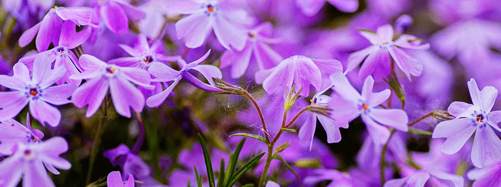 perennials zone 3