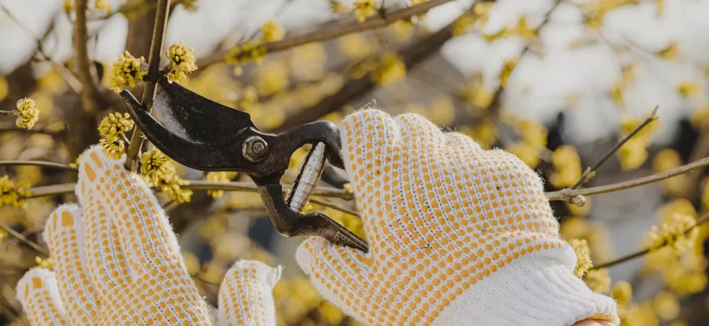 sask fruit trees