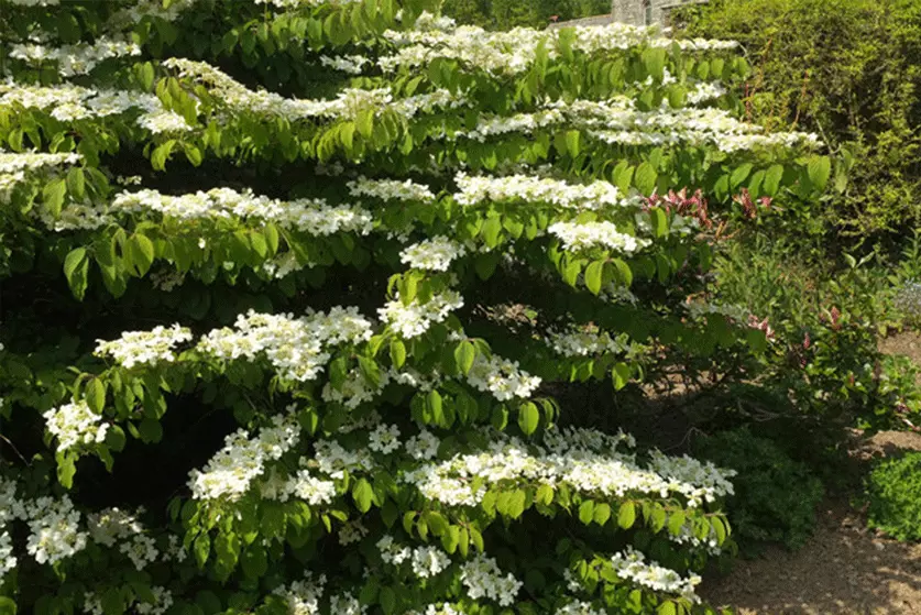 sask shrubs near me