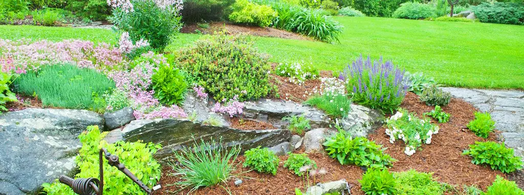 saskatchewan perennials