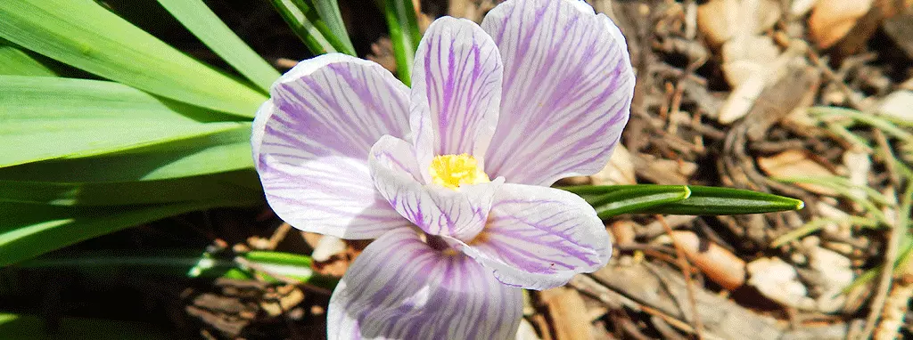 saskatoon best perennials for saskatchewan