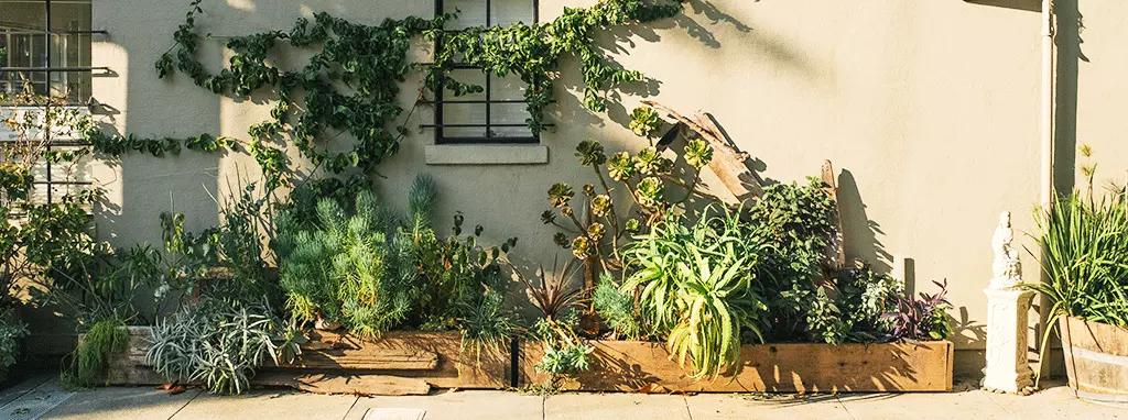 sunny best perennials for saskatchewan