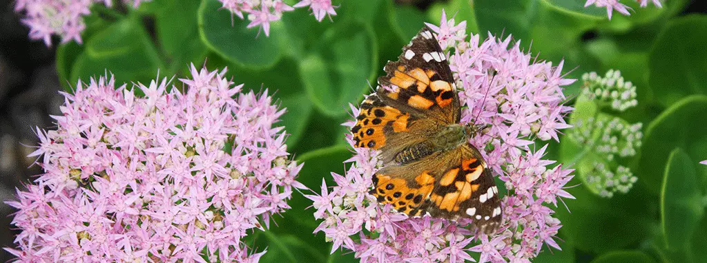 top best perennials for saskatchewan
