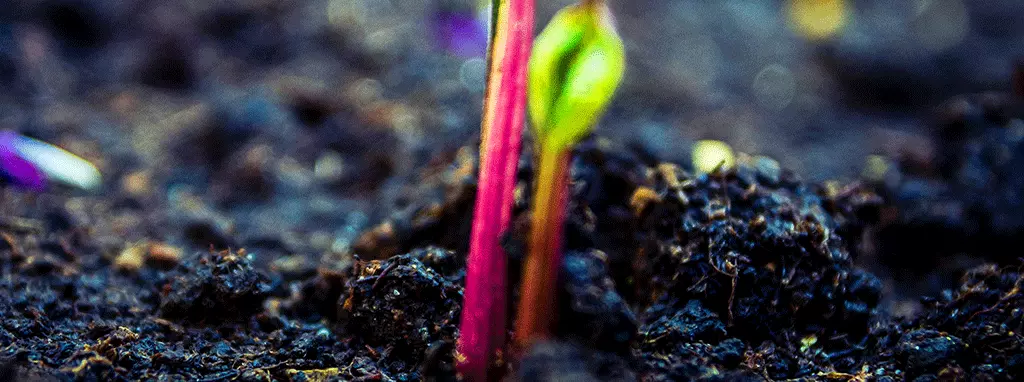 year around best perennials for saskatchewan