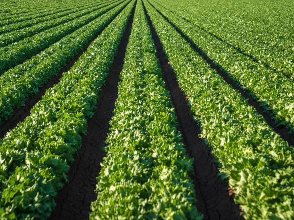 Saskatchewan Farmland Market